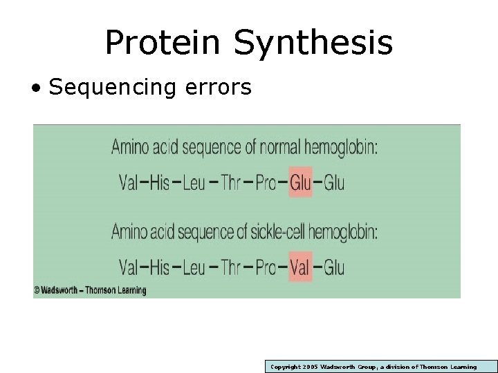 Protein Synthesis • Sequencing errors Copyright 2005 Wadsworth Group, a division of Thomson Learning