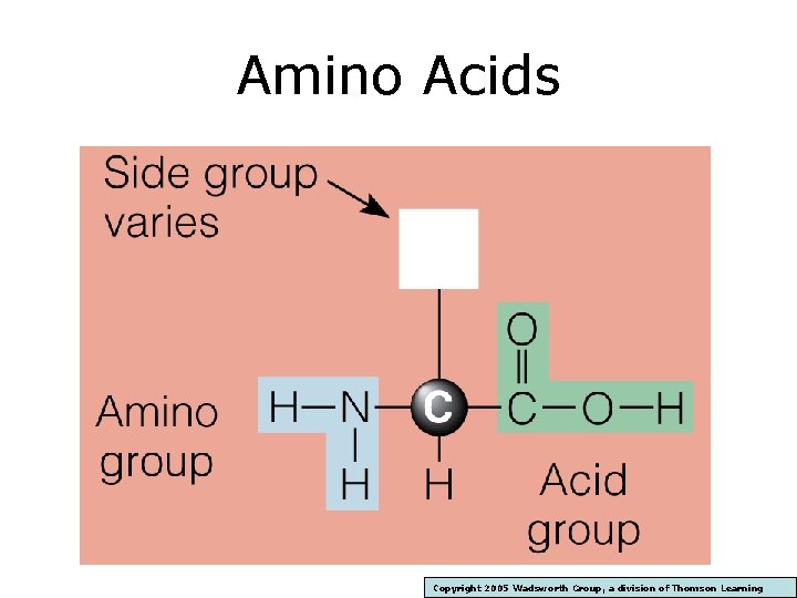Amino Acids Copyright 2005 Wadsworth Group, a division of Thomson Learning 