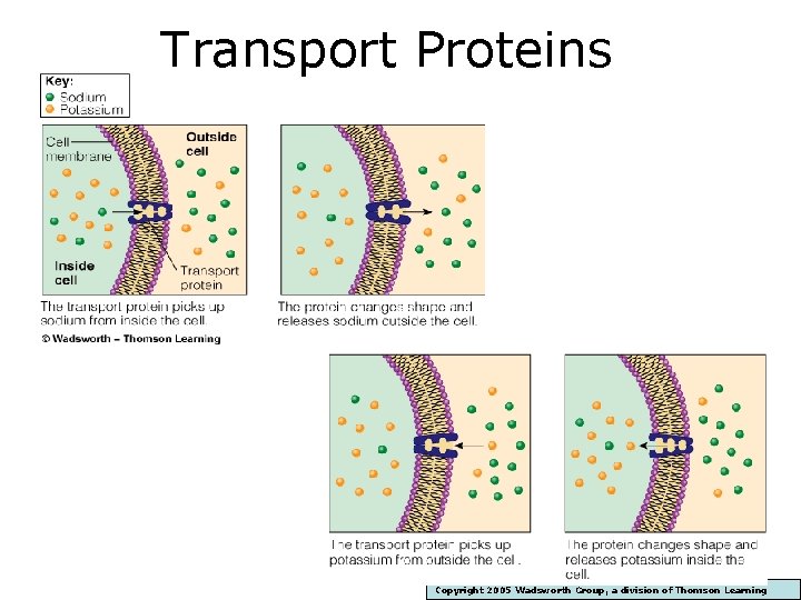 Transport Proteins Copyright 2005 Wadsworth Group, a division of Thomson Learning 