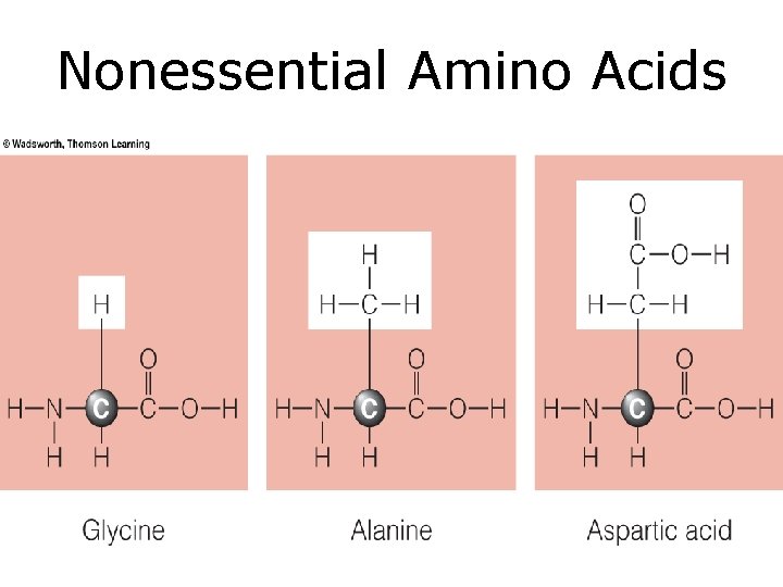 Nonessential Amino Acids 