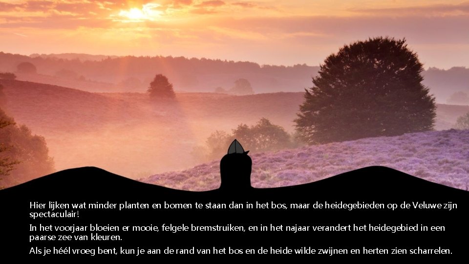Hier lijken wat minder planten en bomen te staan dan in het bos, maar