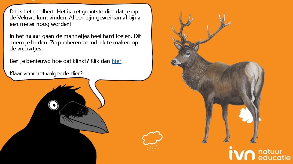 Dit is het edelhert. Het is het grootste dier dat je op de Veluwe