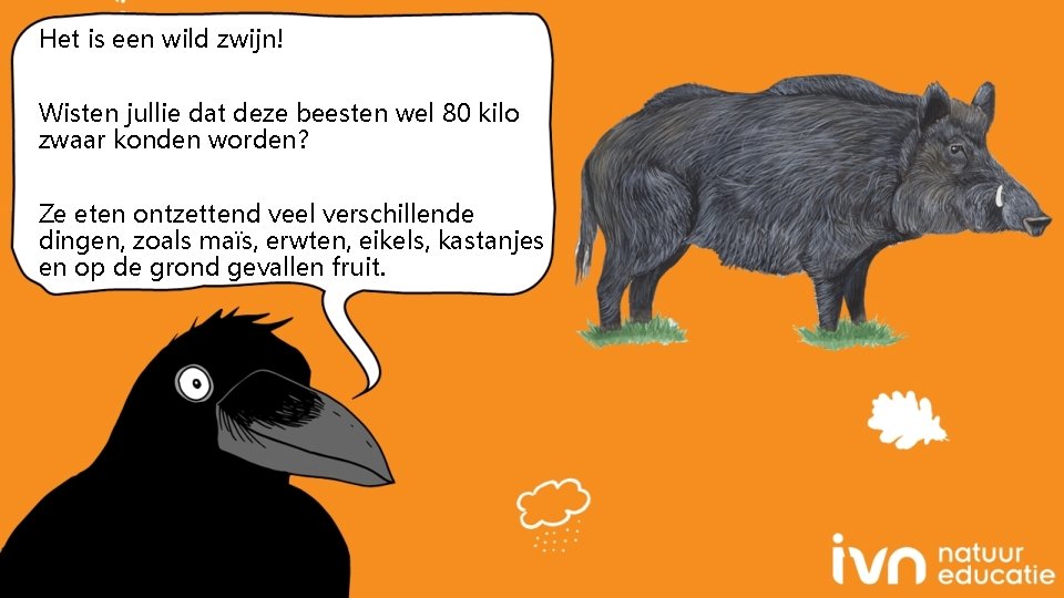 Het is een wild zwijn! Wisten jullie dat deze beesten wel 80 kilo zwaar