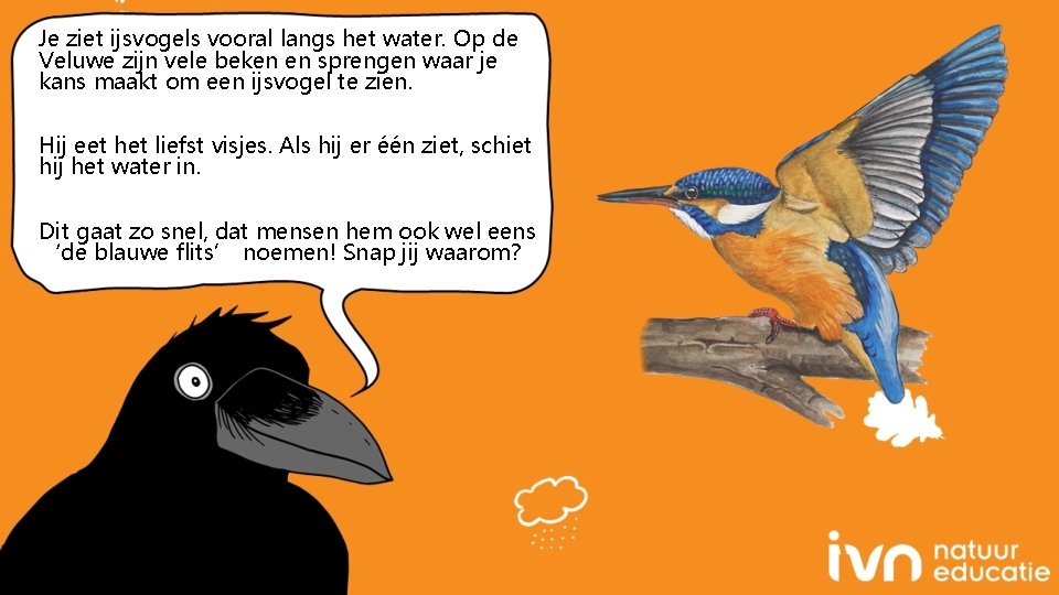 Je ziet ijsvogels vooral langs het water. Op de Veluwe zijn vele beken en