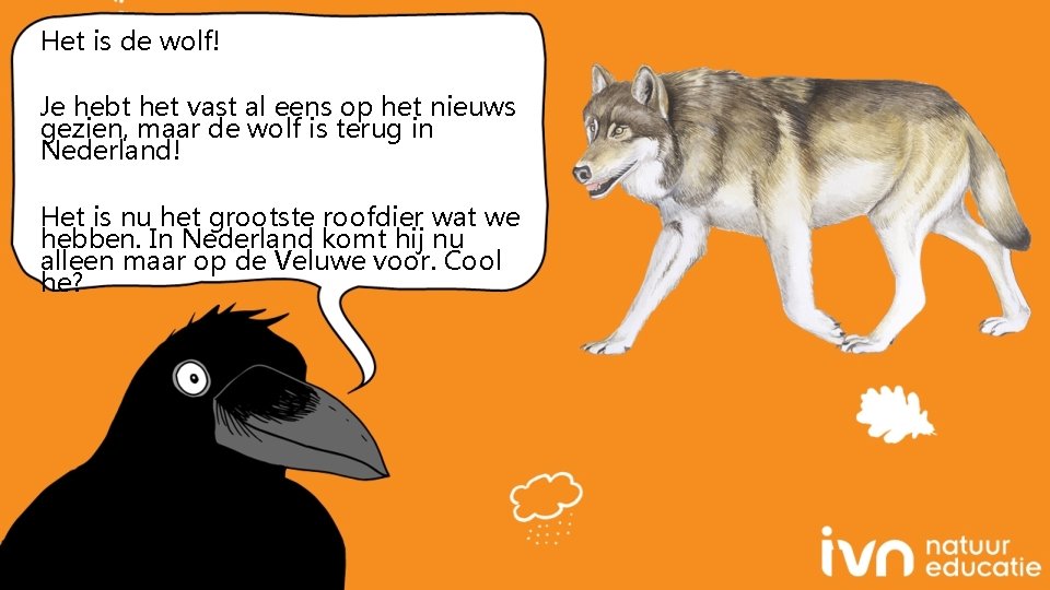 Het is de wolf! Je hebt het vast al eens op het nieuws gezien,