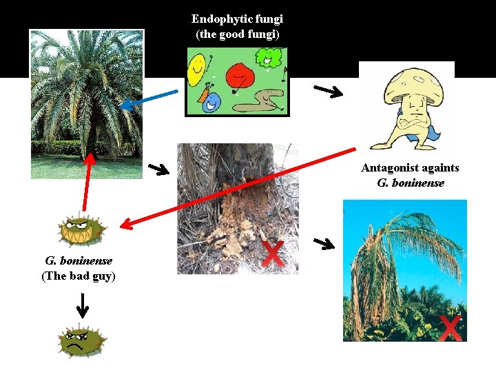 Endophytic fungi (the good fungi) Antagonist againts G. boninense (The bad guy) 