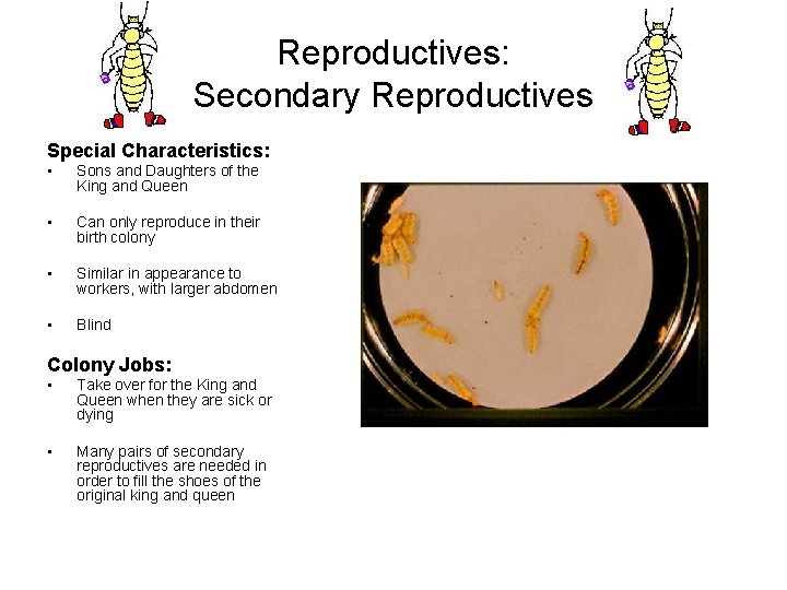 Reproductives: Secondary Reproductives Special Characteristics: • Sons and Daughters of the King and Queen