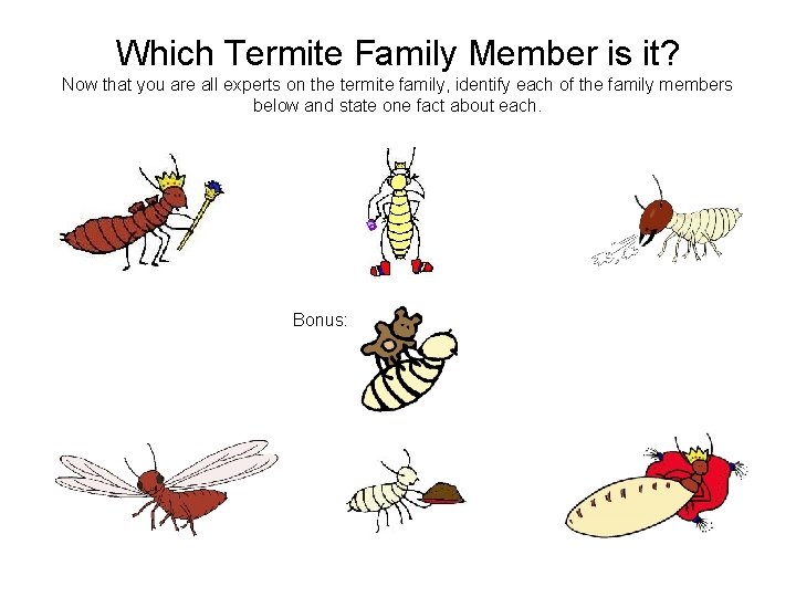 Which Termite Family Member is it? Now that you are all experts on the