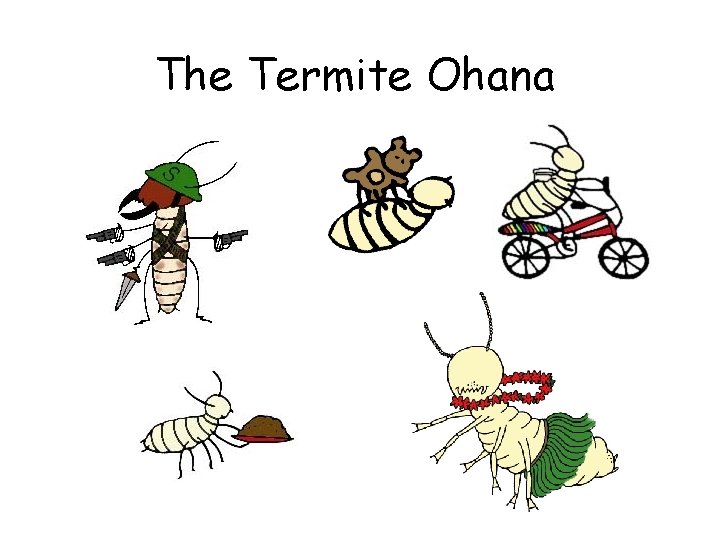 The Termite Ohana 