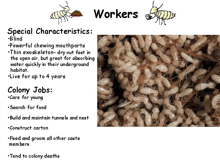 Workers Special Characteristics: • Blind • Powerful chewing mouthparts • Thin exoskeleton- dry out