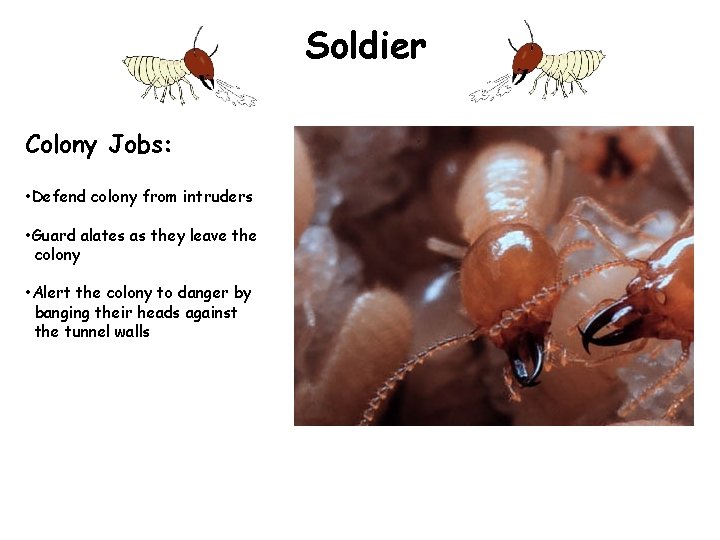 Soldier Colony Jobs: • Defend colony from intruders • Guard alates as they leave