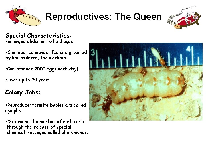 Reproductives: The Queen Special Characteristics: • Enlarged abdomen to hold eggs • She must