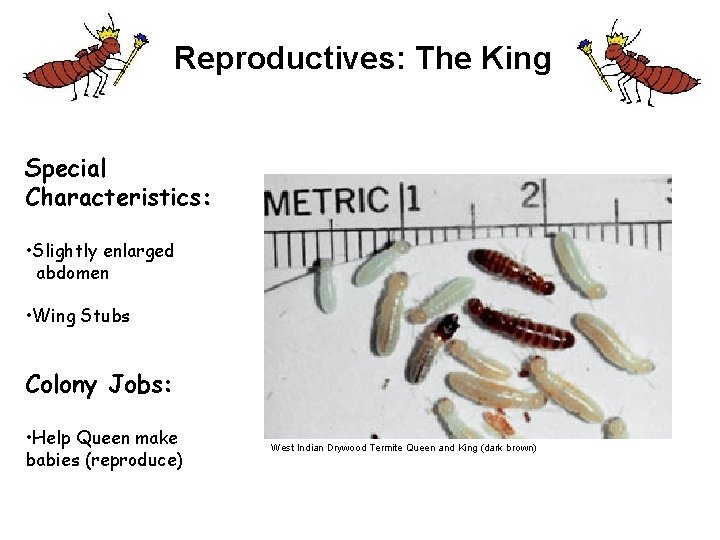 Reproductives: The King Special Characteristics: • Slightly enlarged abdomen • Wing Stubs Colony Jobs: