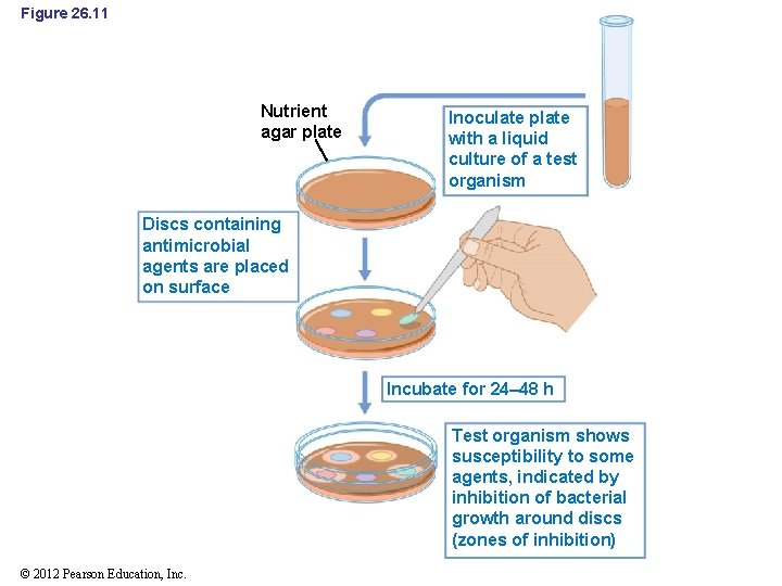 Figure 26. 11 Nutrient agar plate Inoculate plate with a liquid culture of a
