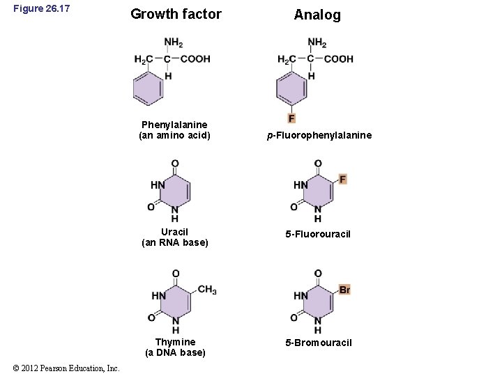 Figure 26. 17 © 2012 Pearson Education, Inc. Growth factor Analog Phenylalanine (an amino