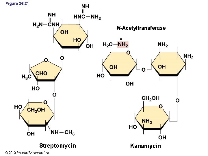 Figure 26. 21 N-Acetyltransferase Streptomycin © 2012 Pearson Education, Inc. Kanamycin 