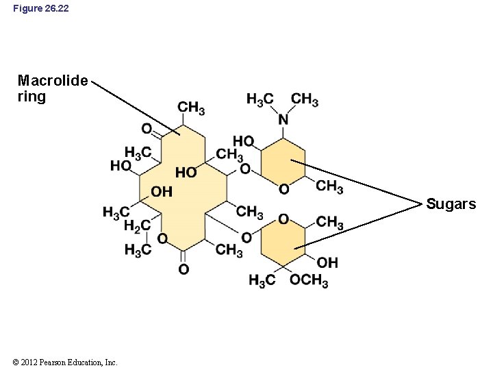 Figure 26. 22 Macrolide ring Sugars © 2012 Pearson Education, Inc. 