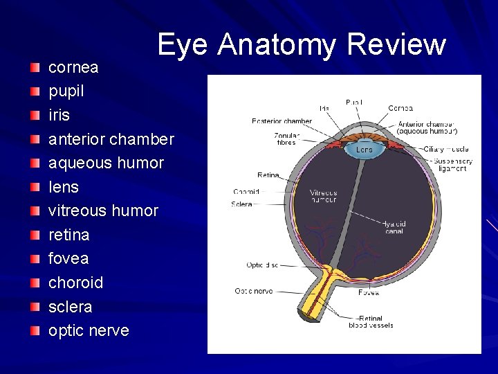 Eye Anatomy Review cornea pupil iris anterior chamber aqueous humor lens vitreous humor retina