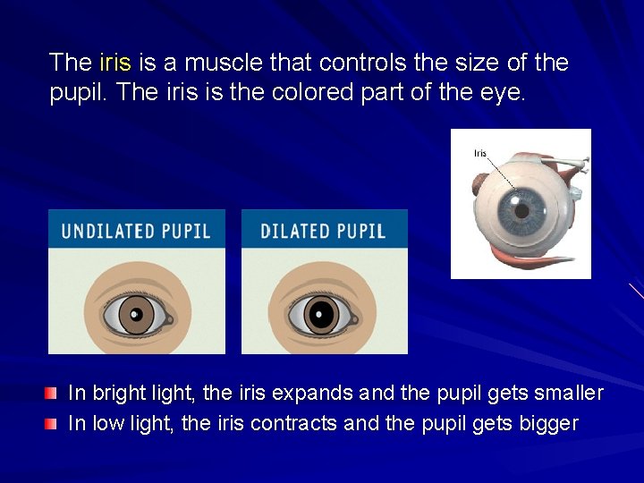 The iris is a muscle that controls the size of the pupil. The iris