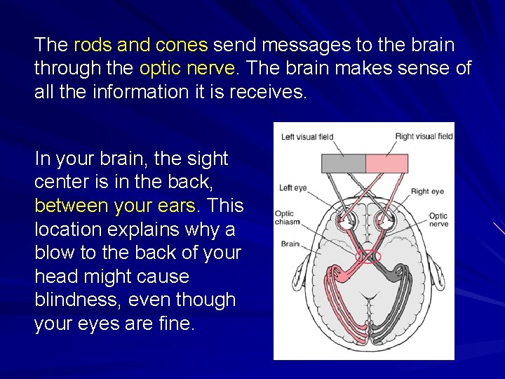 The rods and cones send messages to the brain through the optic nerve. The