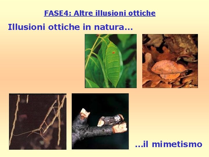 FASE 4: Altre illusioni ottiche Illusioni ottiche in natura… …il mimetismo 