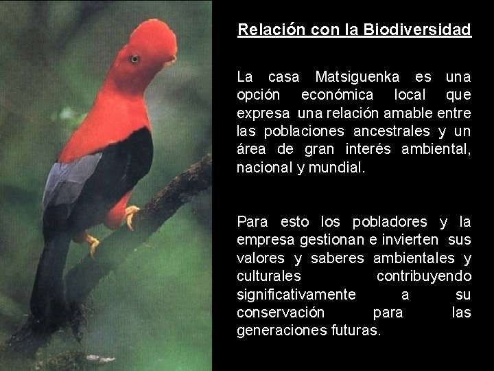 Relación con la Biodiversidad La casa Matsiguenka es una opción económica local que expresa