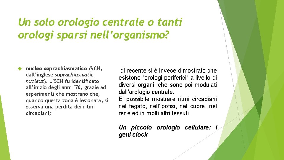 Un solo orologio centrale o tanti orologi sparsi nell’organismo? nucleo soprachiasmatico (SCN, dall’inglese suprachiasmatic