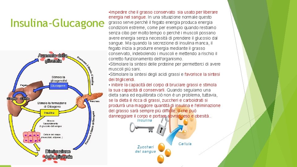 Insulina-Glucagone • Impedire che il grasso conservato sia usato per liberare energia nel sangue.