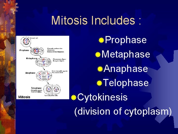 Mitosis Includes : ®Prophase ®Metaphase ®Anaphase ®Telophase ®Cytokinesis (division of cytoplasm) 