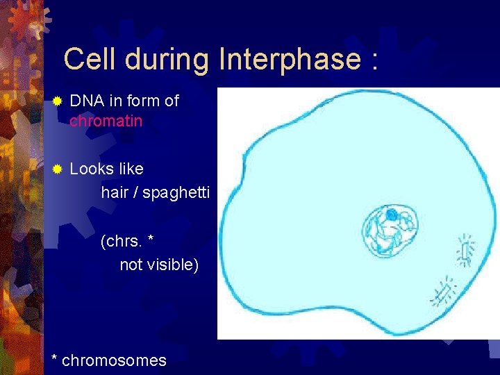 Cell during Interphase : ® DNA in form of chromatin ® Looks like hair