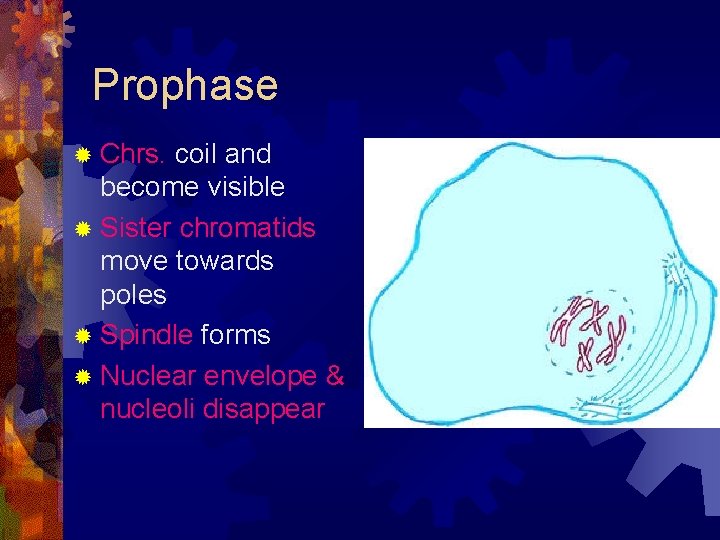 Prophase ® Chrs. coil and become visible ® Sister chromatids move towards poles ®