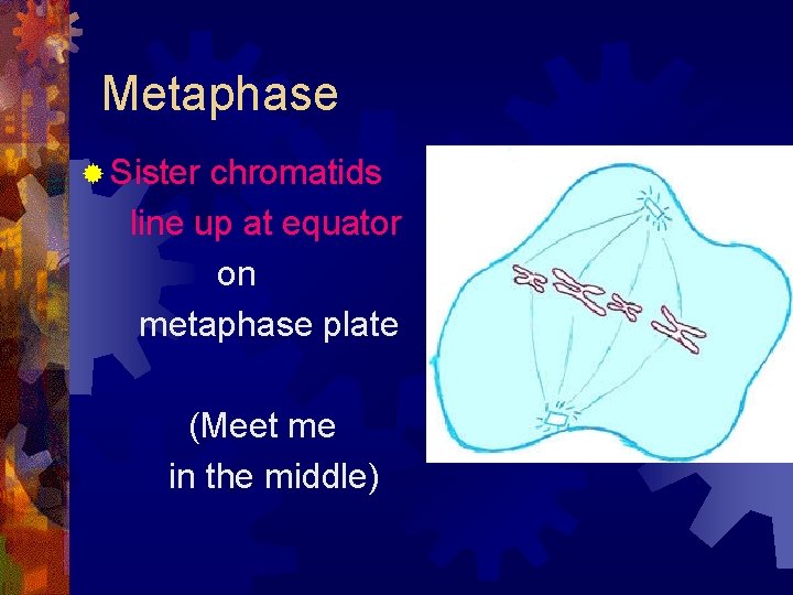 Metaphase ® Sister chromatids line up at equator on metaphase plate (Meet me in