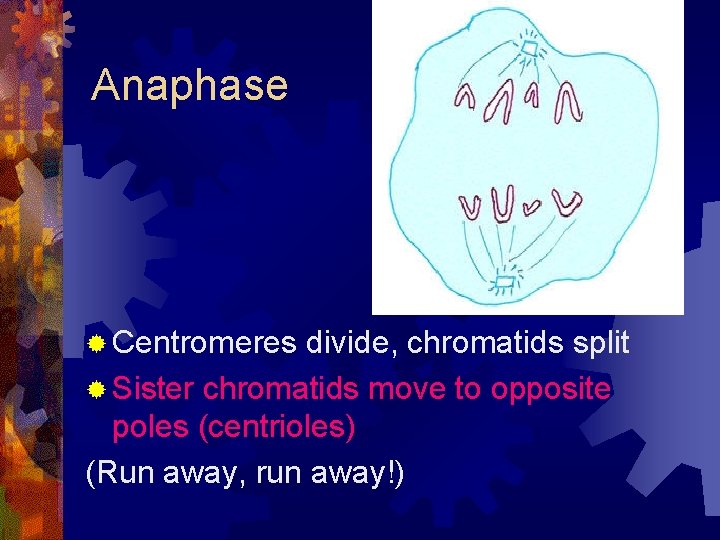 Anaphase ® Centromeres divide, chromatids split ® Sister chromatids move to opposite poles (centrioles)