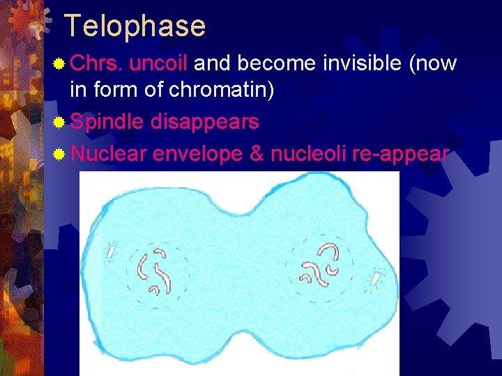Telophase ® Chrs. uncoil and become invisible (now in form of chromatin) ® Spindle