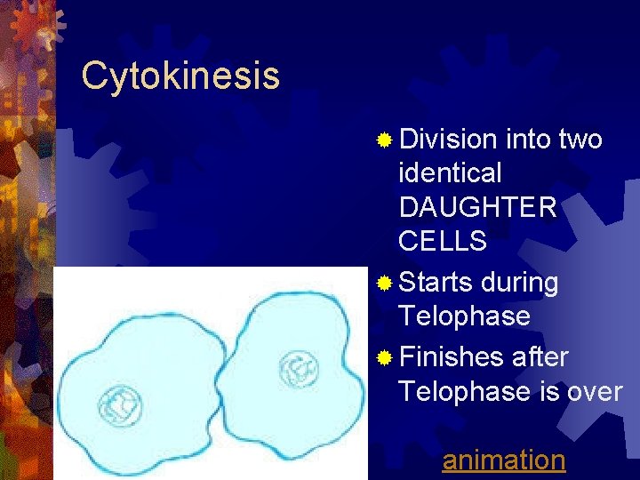 Cytokinesis ® Division into two identical DAUGHTER CELLS ® Starts during Telophase ® Finishes