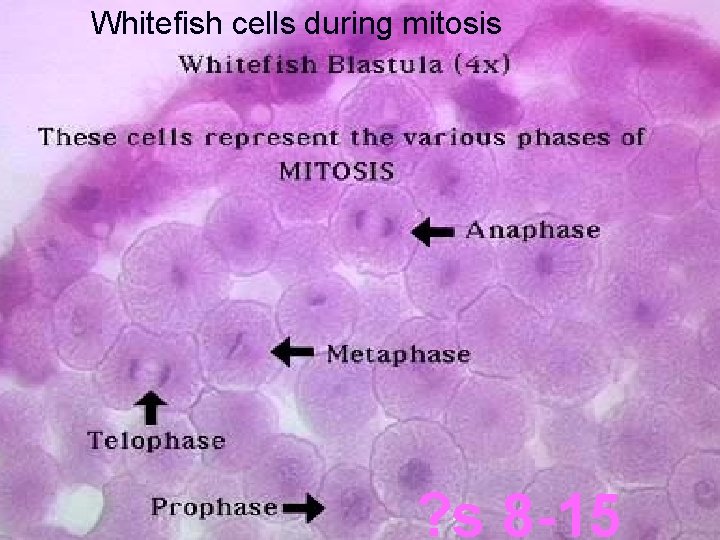 Whitefish cells during mitosis ? s 8 -15 