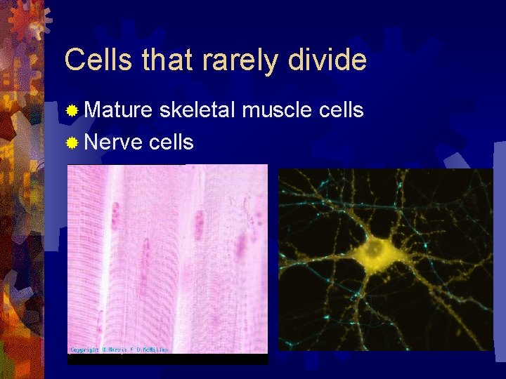 Cells that rarely divide ® Mature skeletal muscle cells ® Nerve cells 
