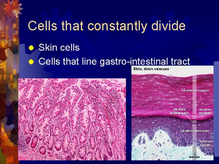 Cells that constantly divide Skin cells ® Cells that line gastro-intestinal tract ® 