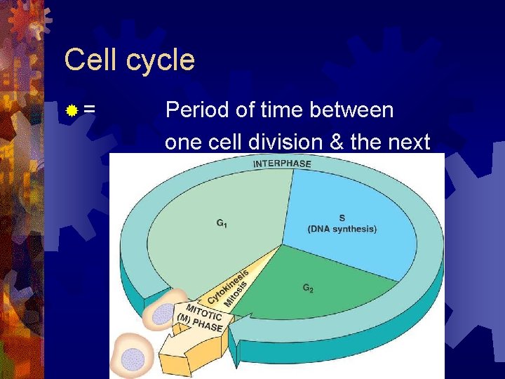 Cell cycle ®= Period of time between one cell division & the next 