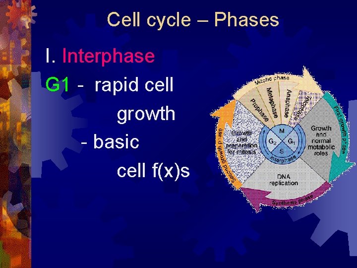 Cell cycle – Phases I. Interphase G 1 - rapid cell growth - basic