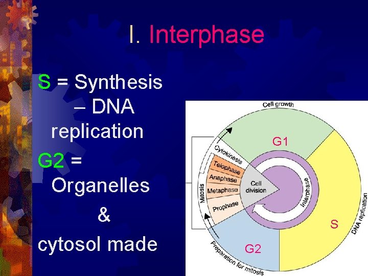 I. Interphase S = Synthesis – DNA replication G 2 = Organelles & cytosol