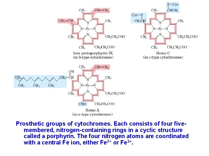Prosthetic groups of cytochromes. Each consists of four fivemembered, nitrogen-containing rings in a cyclic Prosthetic groups of cytochromes. Each consists of four fivemembered, nitrogen-containing rings in a cyclic