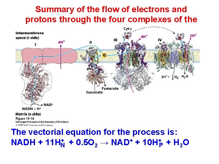 Summary of the flow of electrons and protons through the four complexes of the Summary of the flow of electrons and protons through the four complexes of the