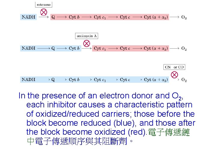 In the presence of an electron donor and O 2, each inhibitor causes a In the presence of an electron donor and O 2, each inhibitor causes a