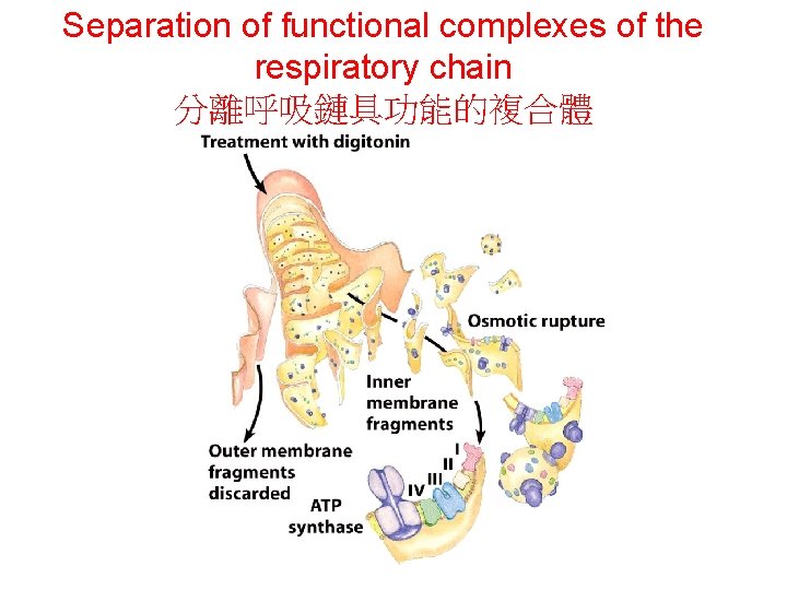 Separation of functional complexes of the respiratory chain 分離呼吸鏈具功能的複合體 Separation of functional complexes of the respiratory chain 分離呼吸鏈具功能的複合體
