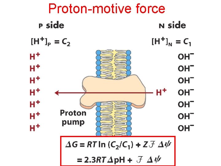 Proton-motive force Proton-motive force