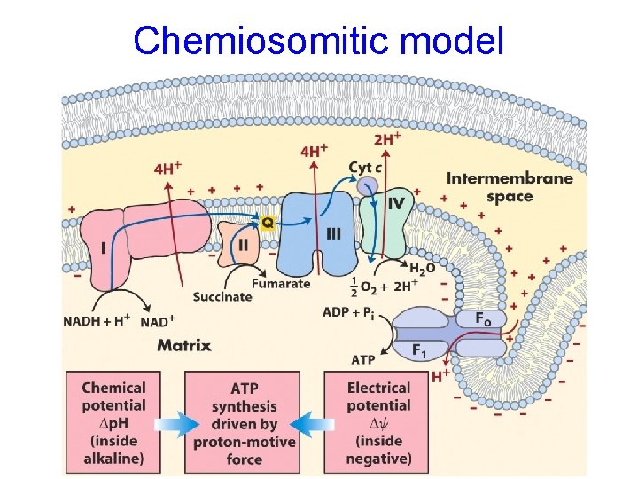 Chemiosomitic model Chemiosomitic model