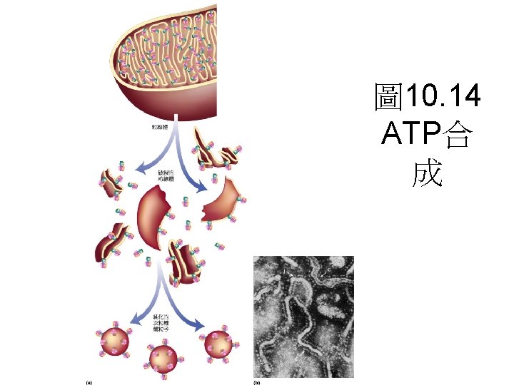 圖 10. 14 ATP合 成 圖 10. 14 ATP合 成