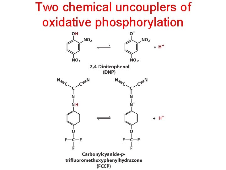 Two chemical uncouplers of oxidative phosphorylation Two chemical uncouplers of oxidative phosphorylation