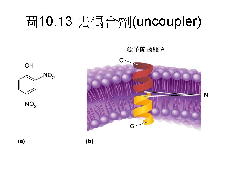 圖 10. 13 去偶合劑(uncoupler) 圖 10. 13 去偶合劑(uncoupler)